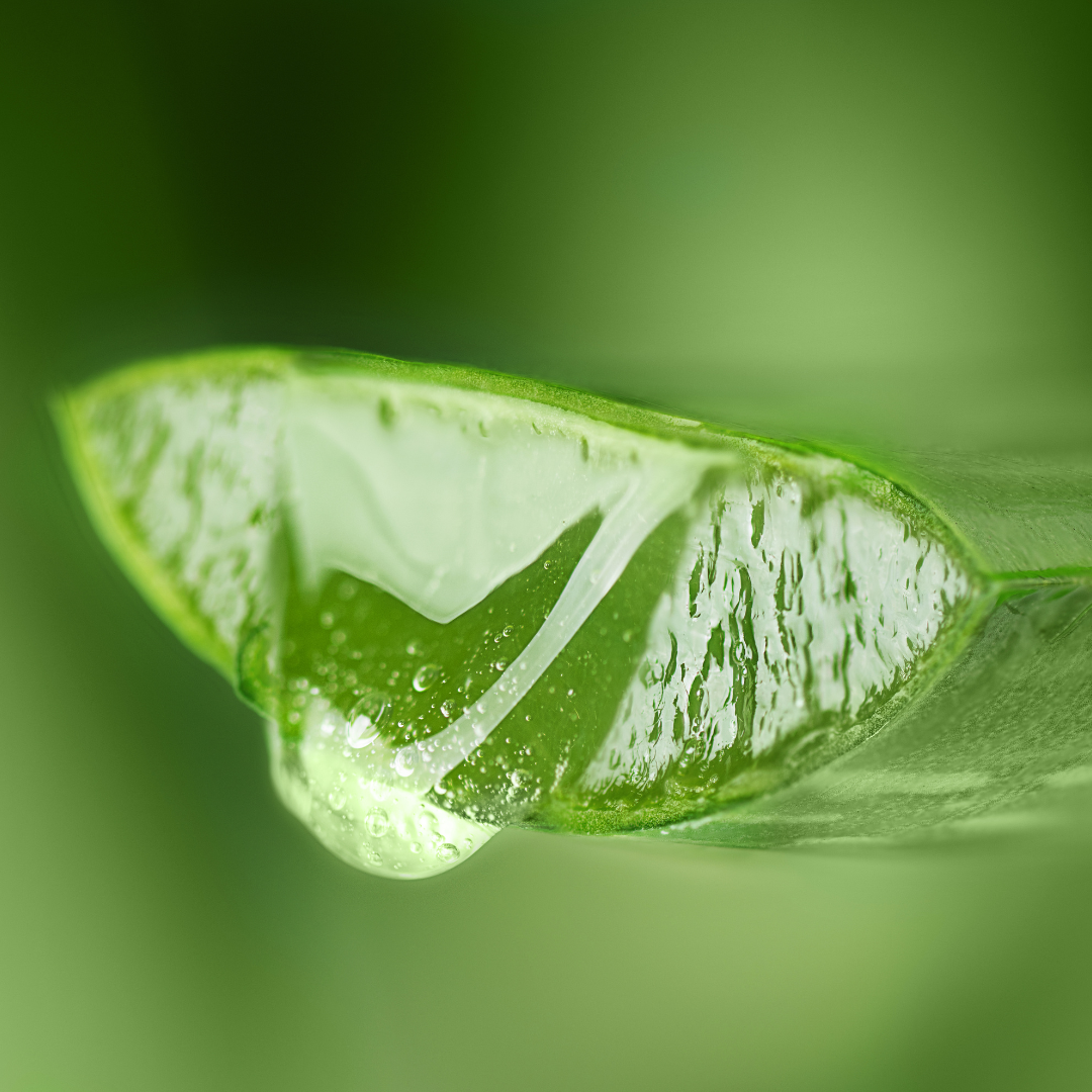 After-Sun Moisturizing Milk - Aloe Vera