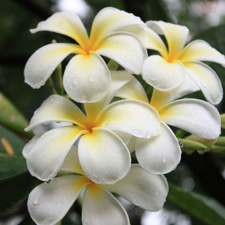 2003007 lovea dry oil fps 30 high protection ingredient