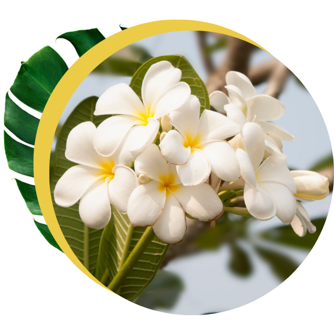 lovea monoi flower assembly