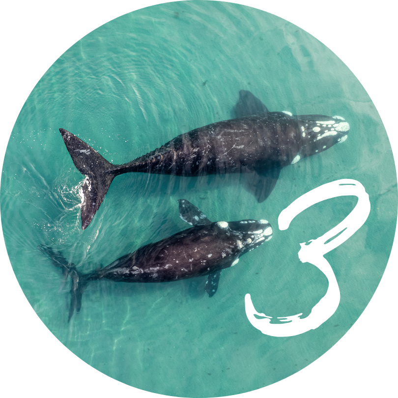 lovea engagement baleine chiffre
