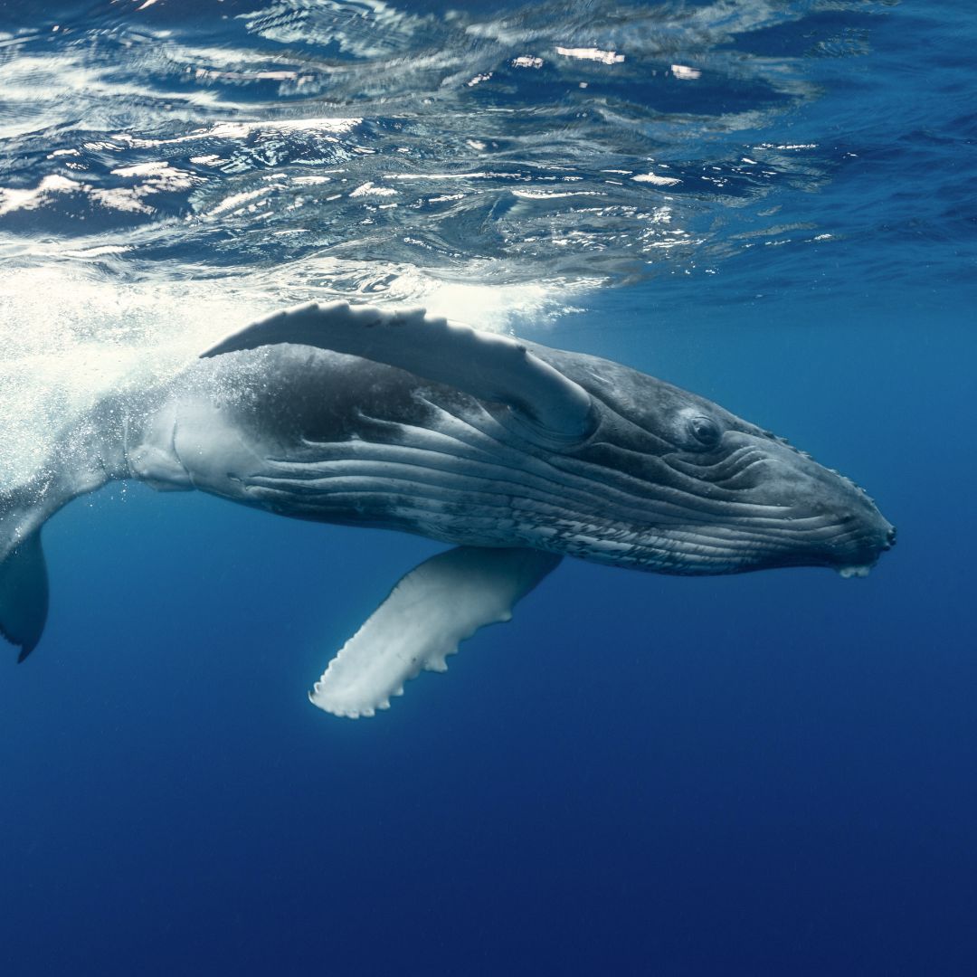 lovea oceania biodiversity whale paruru