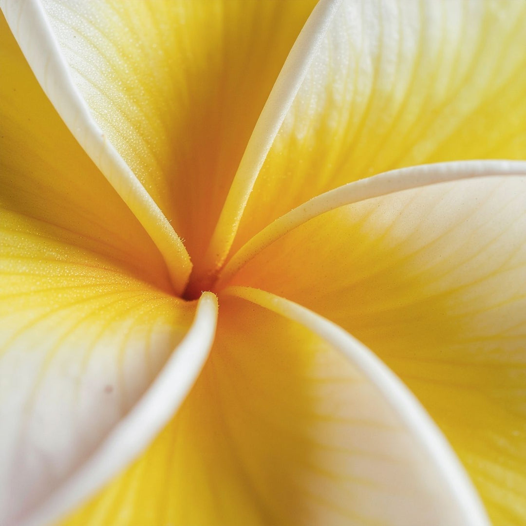 Trio Solaire - Essentiels Soleil SPF 50 - Monoï de Tahiti