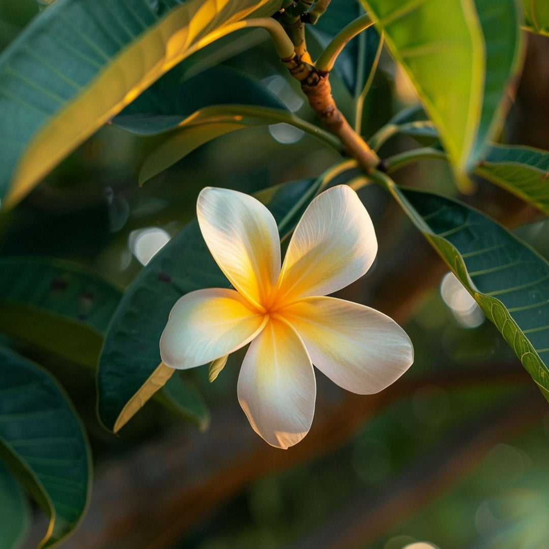 Une fleur de frangipanier aux pétales blancs et jaunes s'épanouit au milieu des feuilles vertes, baignée par la douce lumière du soleil.